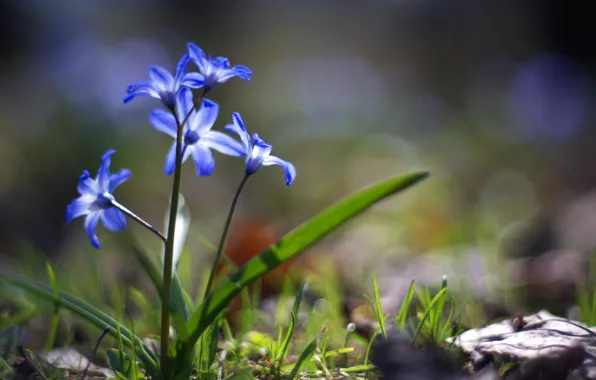 Greens, grass, macro, light, flowers, earth, spring, blue