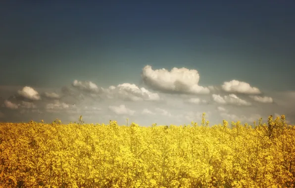 Field, the sky, clouds, sky, field, clouds, rape, colza