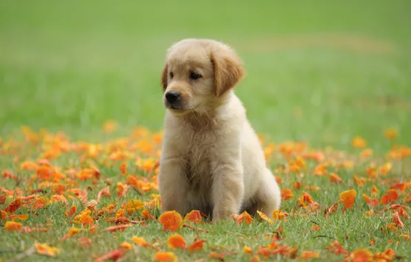 Grass, flowers, Park, cute, puppy, golden, lawn, puppy