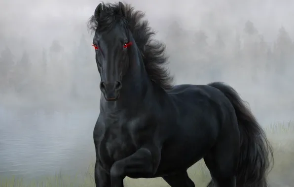 Eyes, horse, black, horse
