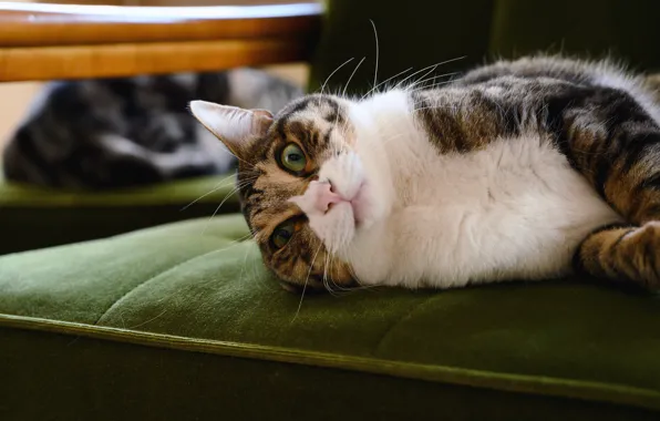Picture cat, cat, look, face, grey, chair, lies, striped