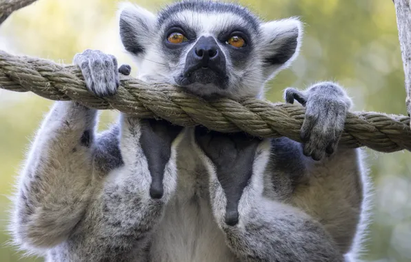 Look, pose, portrait, paws, rope, rope, lemur, face
