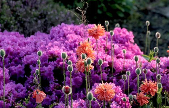 Flowers, Mac, flowering, azaleas