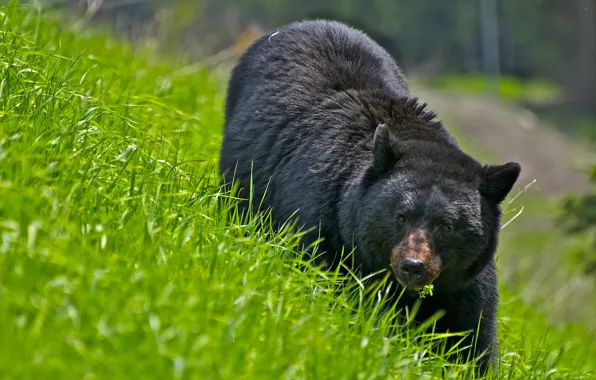 Grass, nature, bear