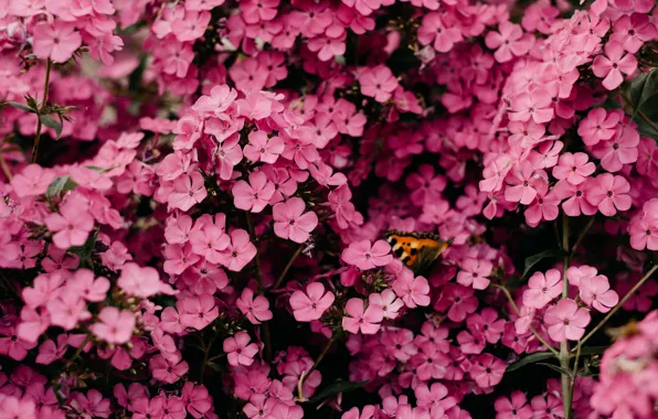 Flowers, Nature, Plant, Plants, Nature, Beautiful, Flower, Flowers