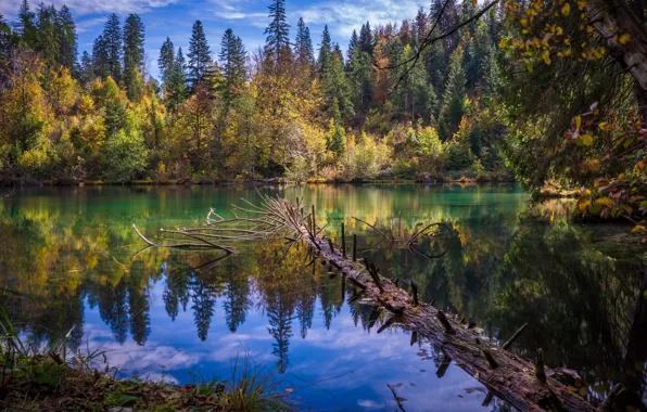 Autumn, forest, landscape, nature, lake, reflection, Switzerland, lake Cresta