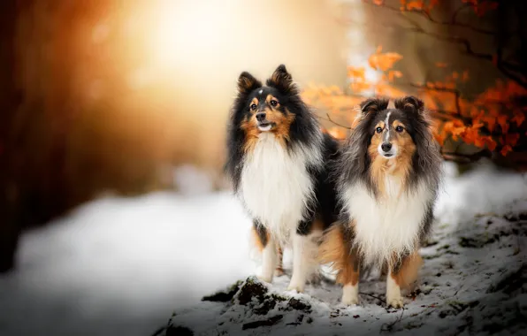 Winter, autumn, forest, dogs, look, face, leaves, snow