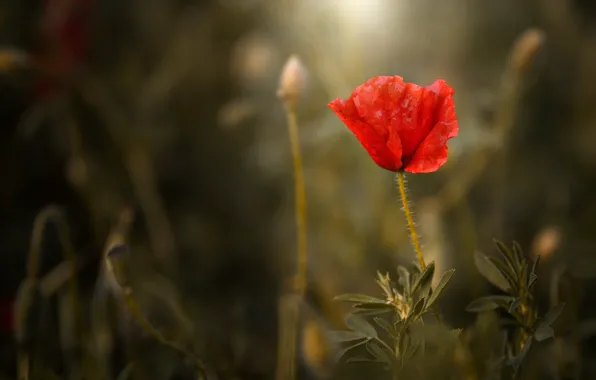 Flower, red, background, Mac, Maki, bokeh
