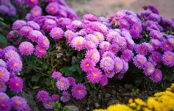 Summer, flowers, garden, pink, flowerbed, the bushes, chrysanthemum, lilac