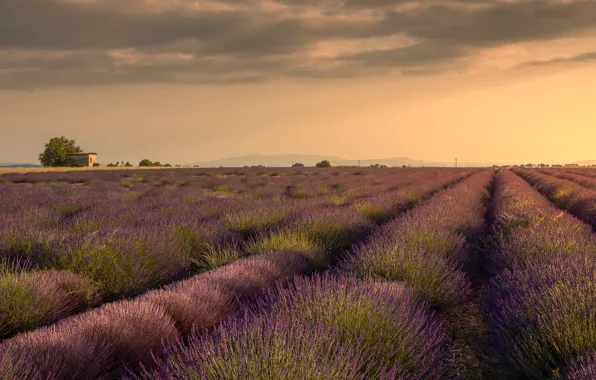 Field, summer, the sky, clouds, flowers, hills, dal, the evening