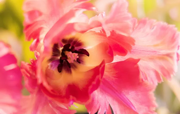 Macro, petals, tulips