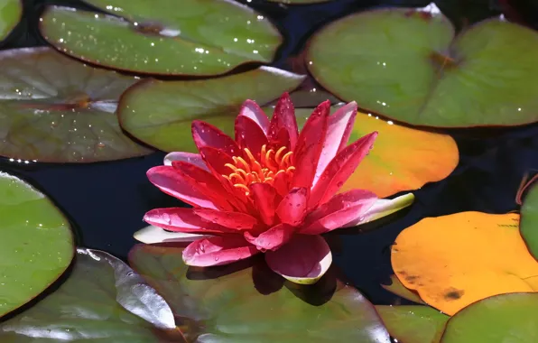 Picture leaves, Lotus, water Lily