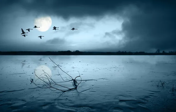 Picture sadness, birds, the moon, branch, 149