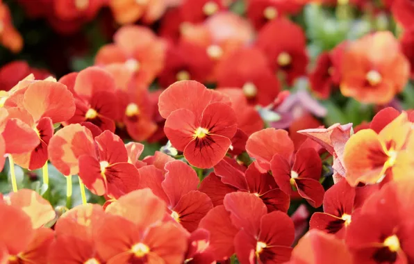 Flowers, red, Pansy, flowerbed, a lot, bokeh, violet, viola