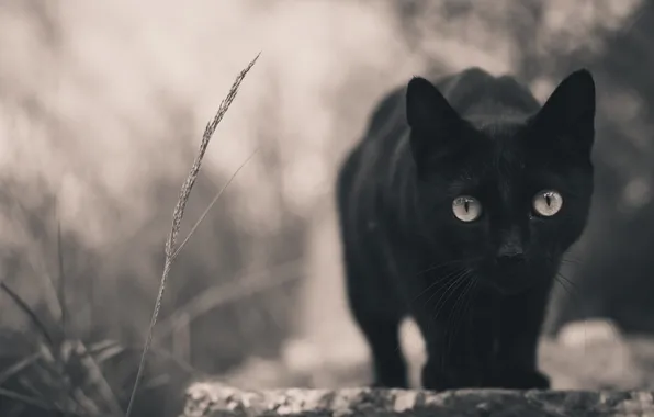 Cat, black, looks