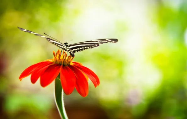Macro, flowers, red, nature, background, Wallpaper, butterfly, blur