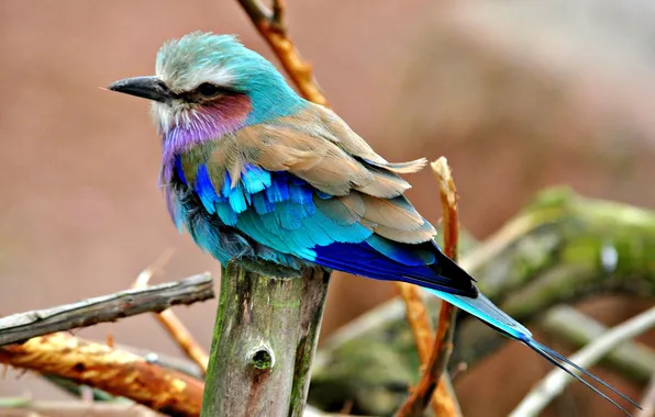 Picture bird, color, feathers, beak, tail