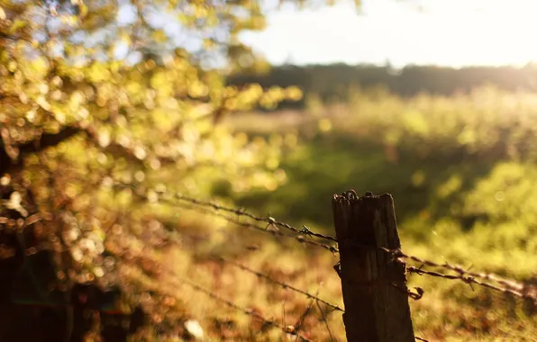 The sky, trees, nature, foliage, the fence, old, Sunny day, barbed wire