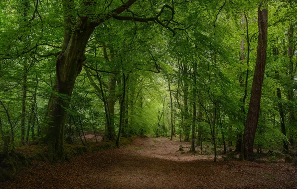 Picture trees, photo, foliage