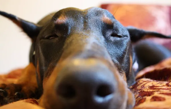 Picture cute, sleep, doberman, pinscher