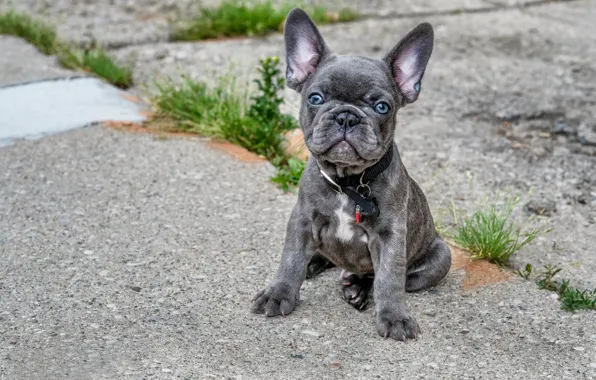 Look, dog, puppy, French bulldog