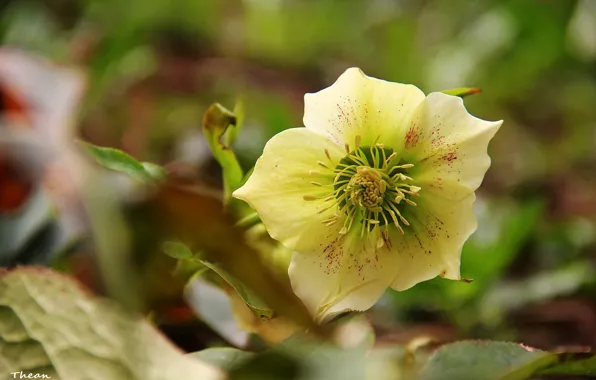 Flower, yellow, background, hellebore, Helleborus