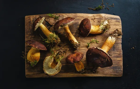 The dark background, mushrooms, moss, cutting Board, boletus, obabkov