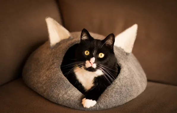 Cat, house, black and white