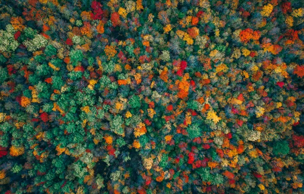 Autumn, forest, trees, paint