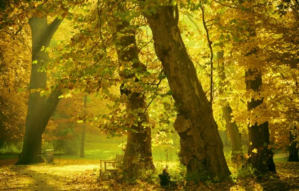 Summer, light, trees, Park, bench