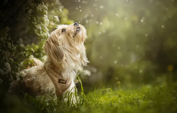 Picture dog, Maggie, weed, flowering, bokeh