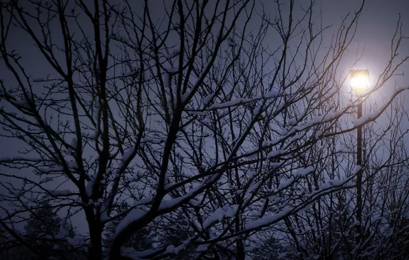 Winter, snow, night, tree, branch, silhouette, Nature, night