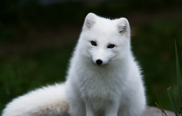 White, look, face, the dark background, portrait, sitting, handsome, Fox