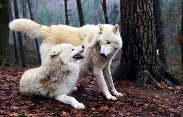 Nature, predator, animal, wolf, wildlife, portrait, portrait., Canis lupus. face