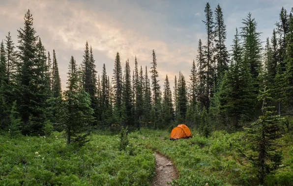 Picture forest, Nature, tent
