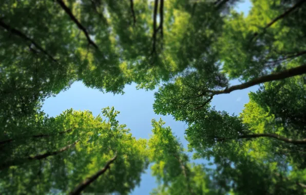 Picture greens, forest, leaves, trees, nature, nature, crown, tilt-shift
