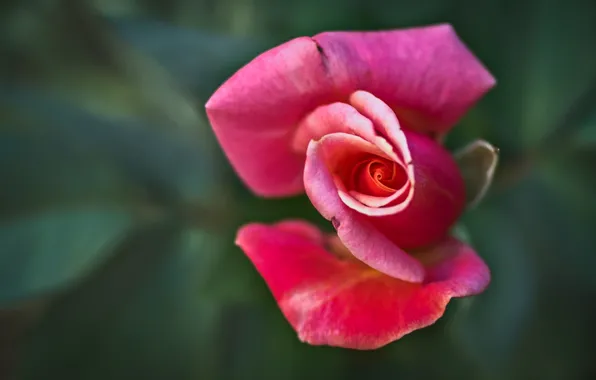 Macro, roses, petals, buds