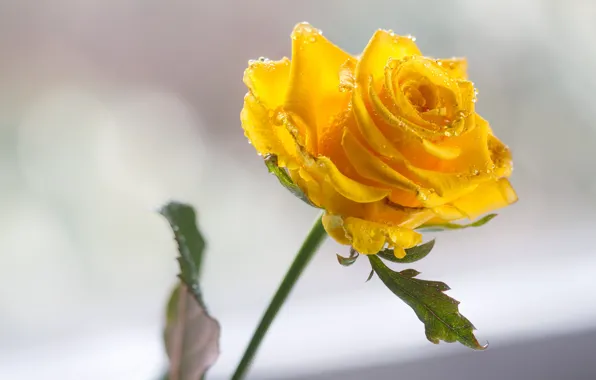 Rose, yellow, droplets of water