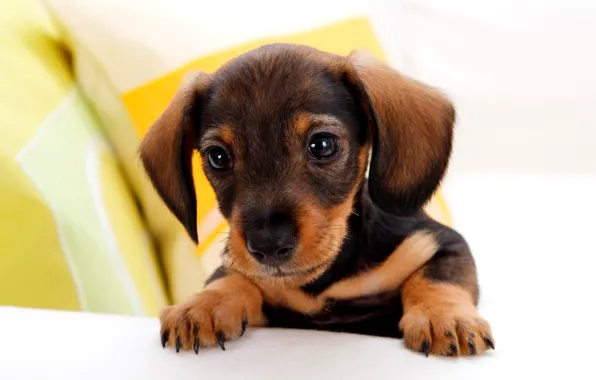 Eyes, legs, puppy, ears