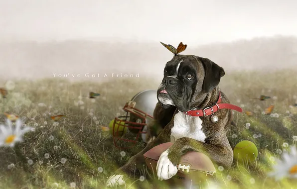 Animals, butterfly, flowers, insects, nature, the ball, dog, helmet