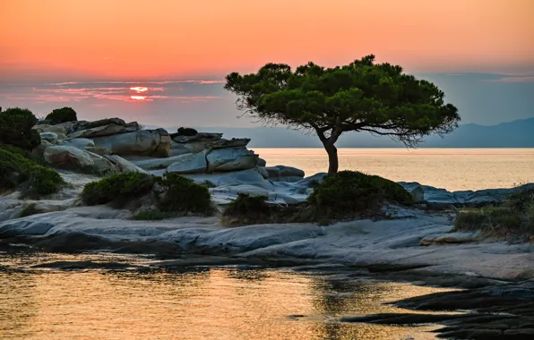 Picture trees, stones, shore, pond, pine