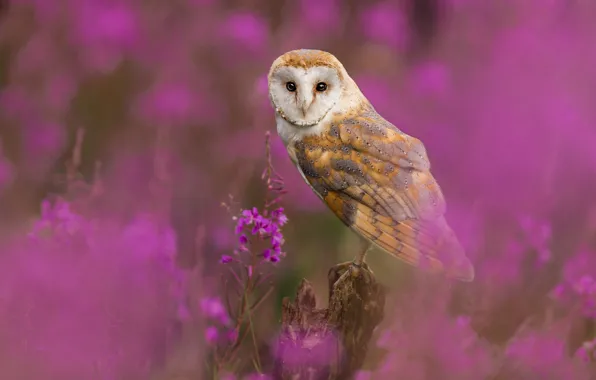 Look, flowers, owl, bird, stump, pink background, bokeh, the barn owl