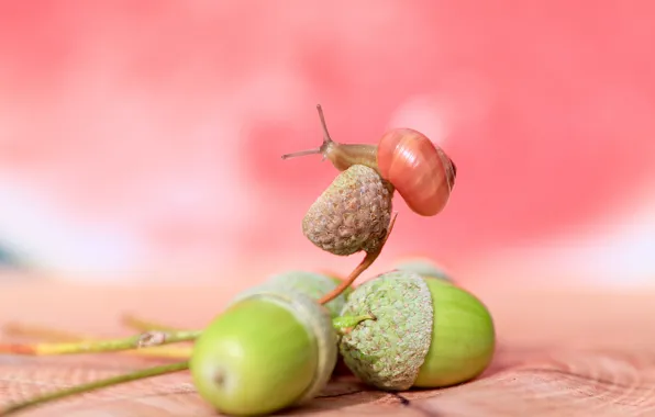 Macro, background, snail, acorns