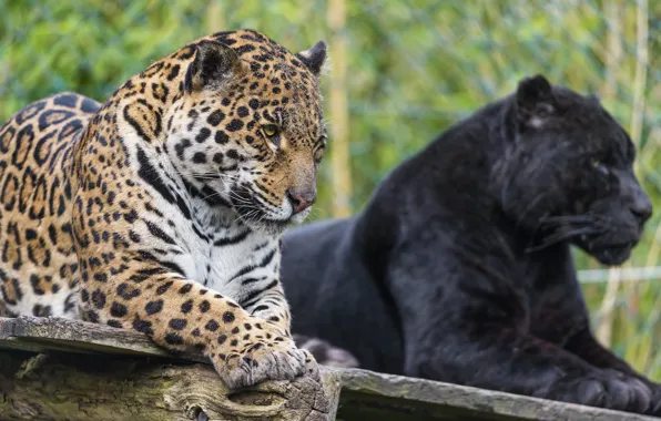 Picture pair, look, cat, Jaguar, ©Tambako The Jaguar