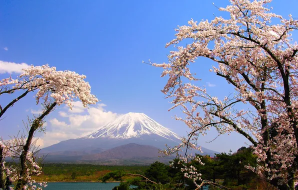 Trees, lake, mountain, spring, Japan, Sakura, Fuji