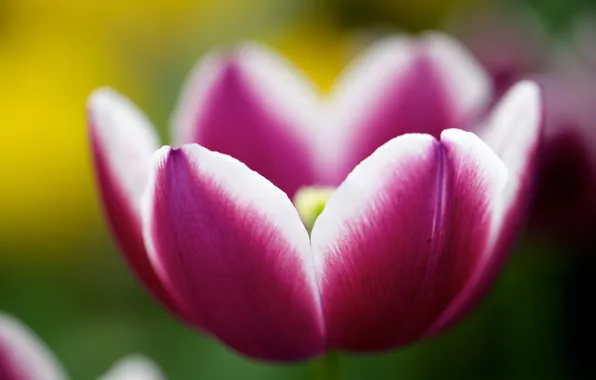 Picture flower, nature, Tulip, spring