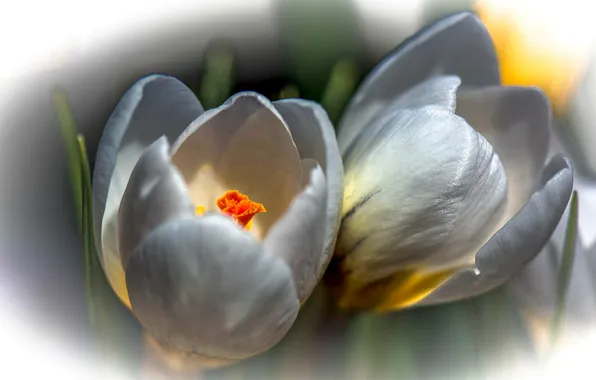 Picture nature, spring, petals, Krokus