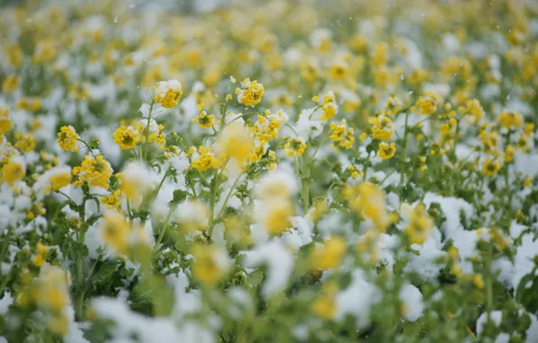 Cold, field, snow, flowers, yellow