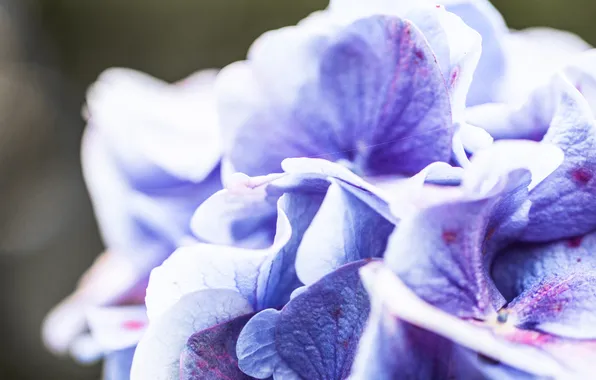 Purple, macro, flowers, blue, nature, petals, mystery, blur