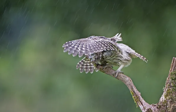 Drops, rain, owl, bird, bitches, owl